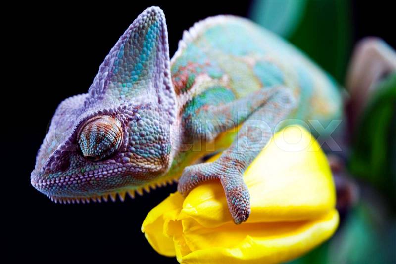 Flower on chameleon, bright vivid exotic climate, stock photo