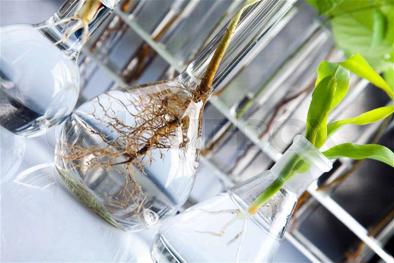 Biotechnology, Chemical laboratory glassware, bio organic modern concept, stock photo
