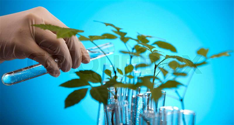 Laboratory glassware, genetically modified plant, stock photo