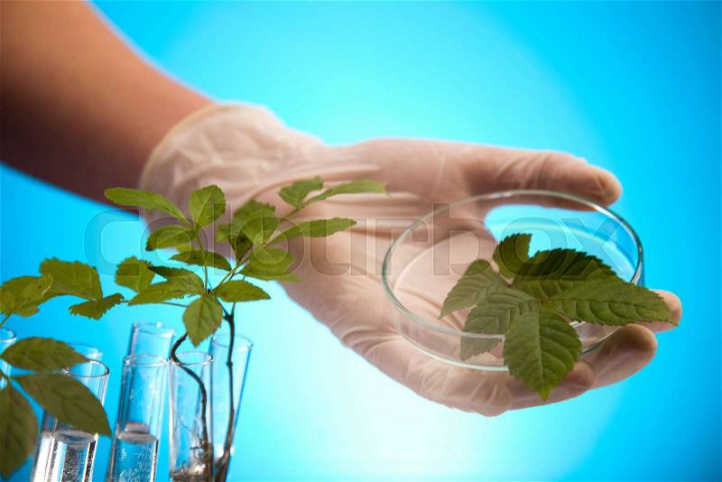 Laboratory glassware, genetically modified plant, stock photo