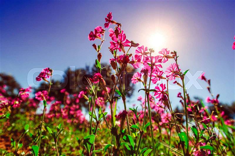 Fields of pink flowers in the sun.Natural blurred background. Soft light effect, stock photo