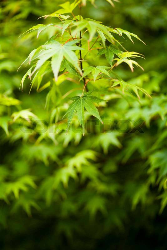 Japanese green maple leaves, oriental vivid theme, stock photo