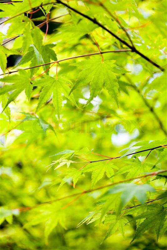 Maple leaves background, oriental vivid theme, stock photo