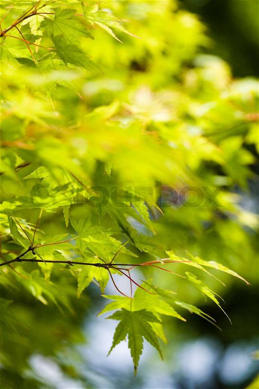 Maple leaves background, oriental vivid theme, stock photo