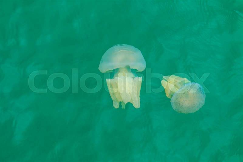 Sea jellyfish floating in the sea of Thailand, stock photo