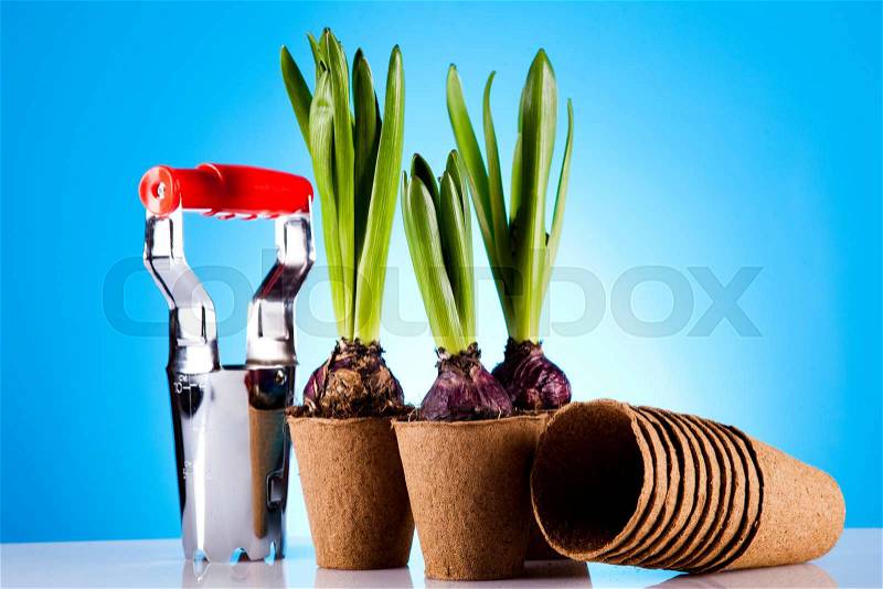 Gardening equipment with plants, vivid bright springtime concept, stock photo