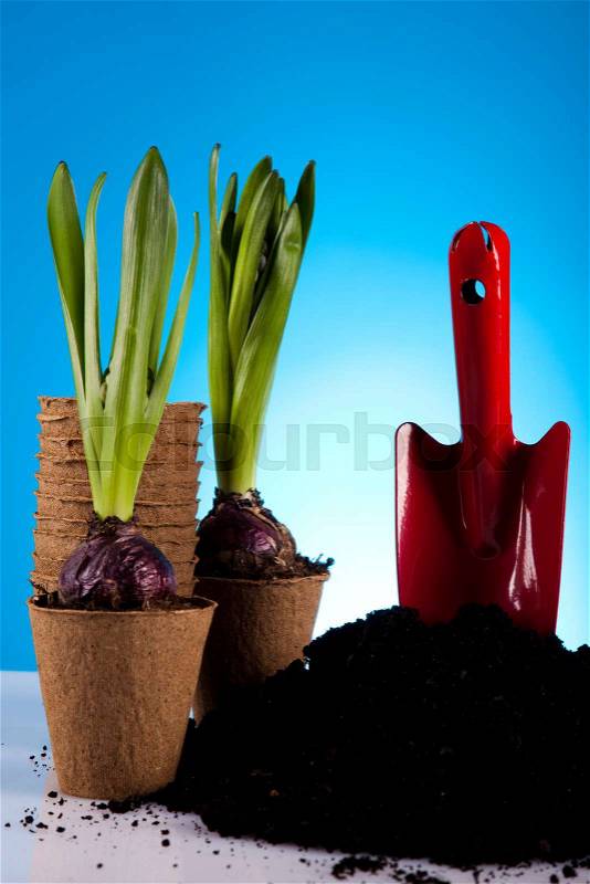 Gardening concept, work tools, plants, stock photo