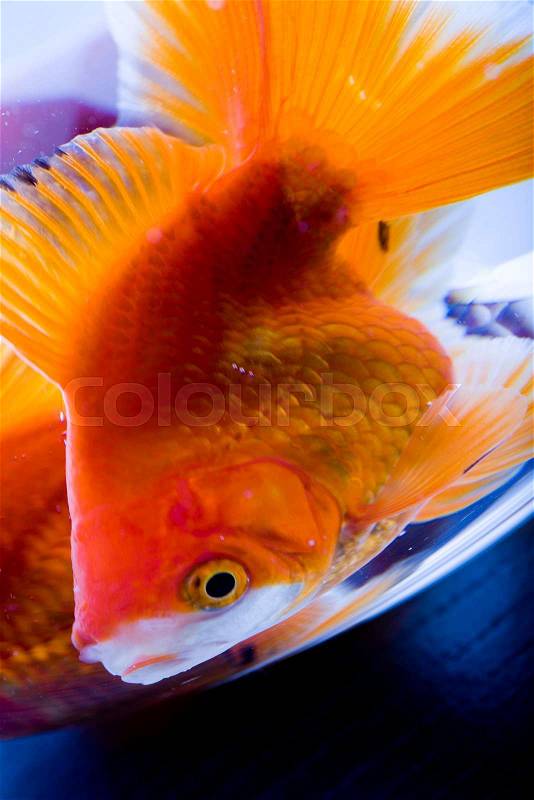 Gold fish in the aquarium with water, stock photo