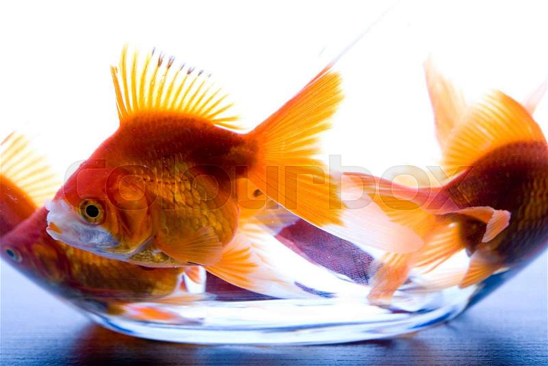 Gold fish in the aquarium with water, stock photo
