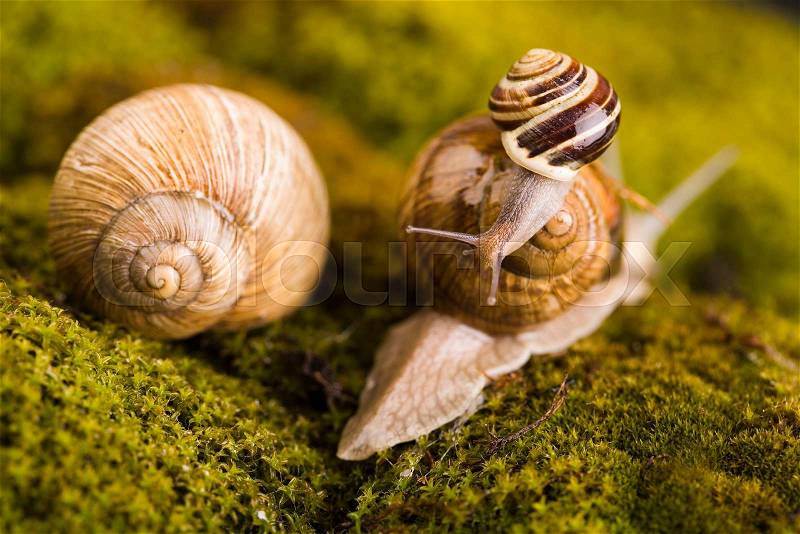 Snail, a slow animal that is covered by a shell, stock photo