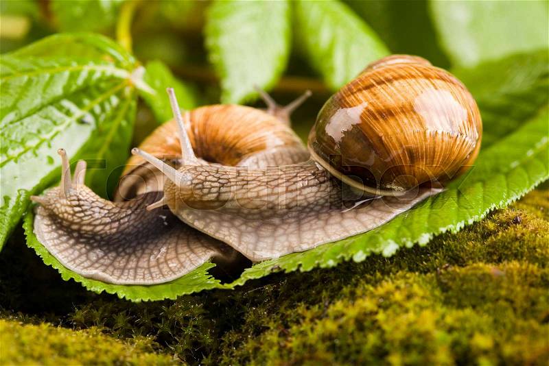Snail on moss, natural concept saturated colors, stock photo