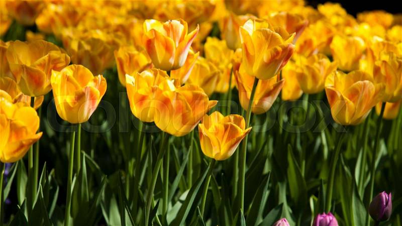Garden of tulips, spring colorful vivid theme, stock photo