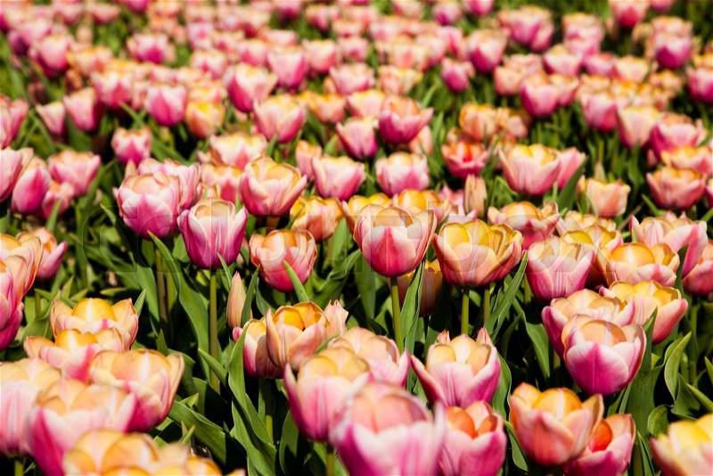 Garden of tulips, spring colorful vivid theme, stock photo