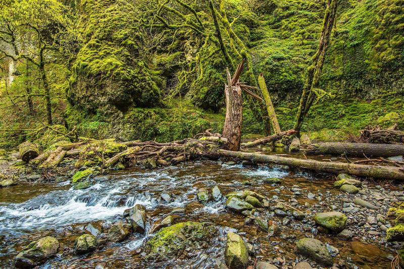 Mossy Oregon Creek. Columbia River Gorge Mossy Scenic Landscape, stock photo