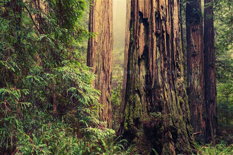 Thousands of Years Old Redwood Trees in California Redwood Forest, stock photo