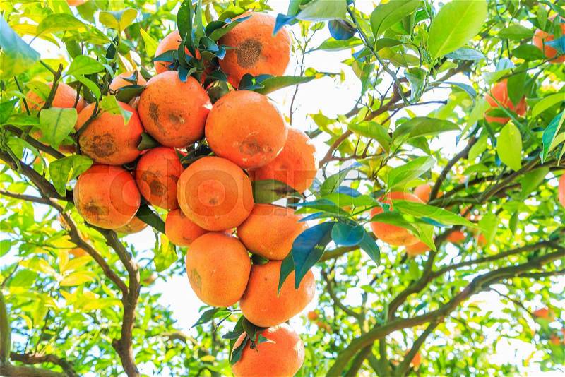 Orange tree - Orange Farm - Orange Park, stock photo