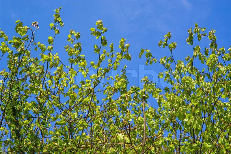 Fresh green beech leaves on blue background, stock photo
