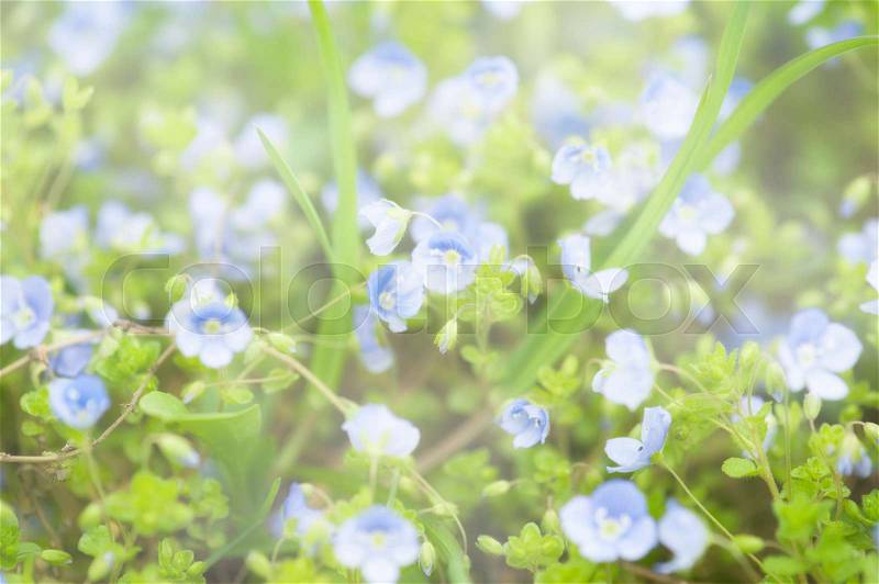 Abstract soft tender pastel floral background from forget-me-not flowers blossoming in spring time, stock photo