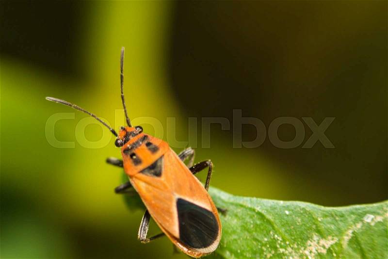 Extra soft focus Indian Milkweed Bug, Oncopeltus confusus macro on green leaf, stock photo