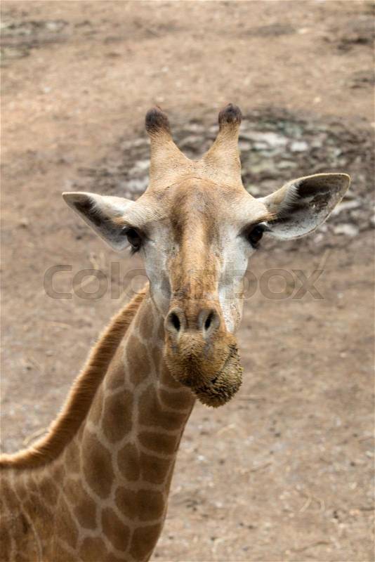 Close up portrait of giraffe, stock photo