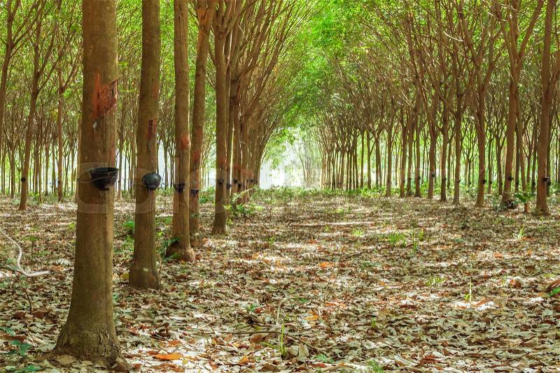 Walkway and Rubber tree latex agriculture in tropical forest with bowl, stock photo
