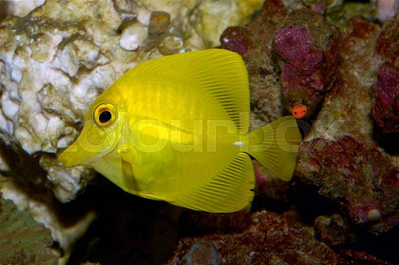 Nice marine yellow fish Zebrasoma flavescens, stock photo