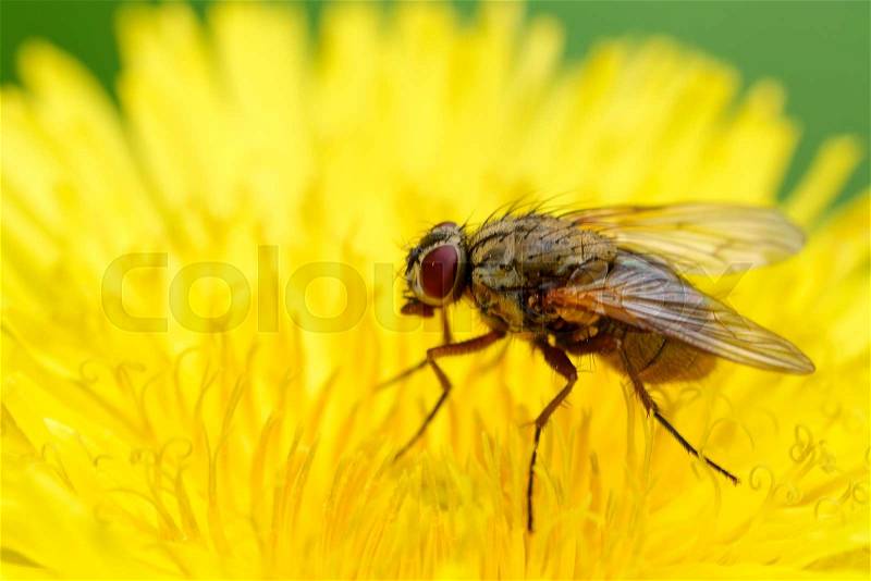 Pretty hairy flies sitting on yellow flower, stock photo