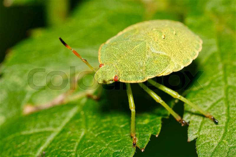 Nice green beetle with red eyes on the green leaf, stock photo