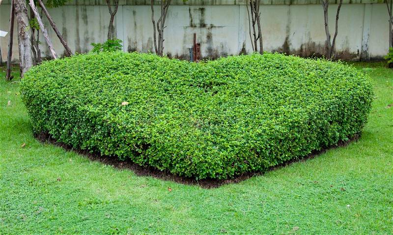 Decorate garden is a green heart, stock photo