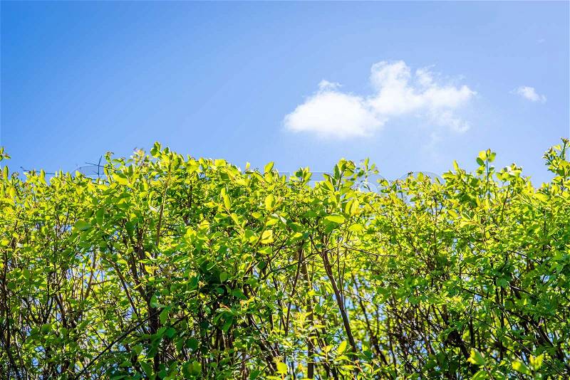 Hedge with green leaves and blue sky, stock photo
