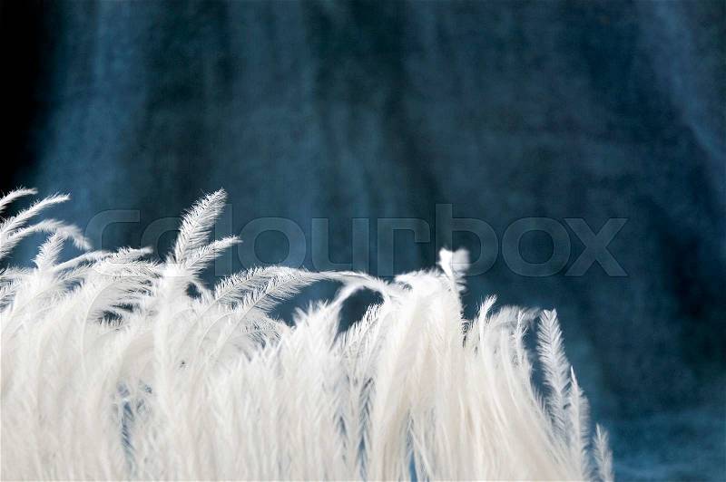 Soft white feather on blue gray background, stock photo