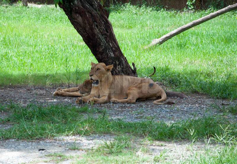 Lion sleep under a tree, stock photo