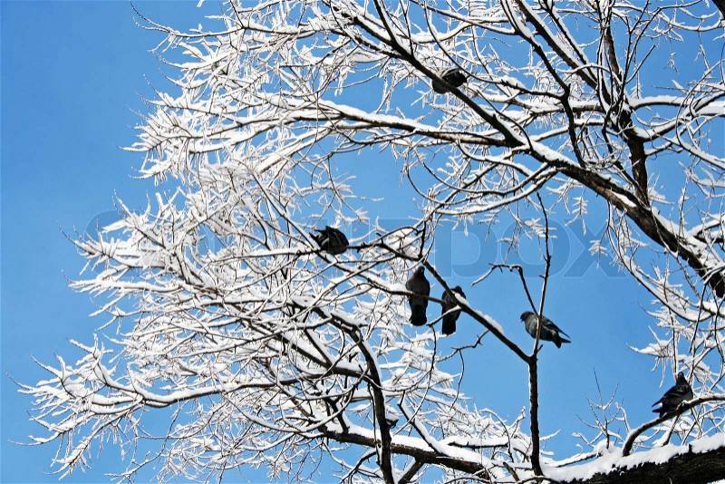 Birds (pigeons) are sitting on a tree in the winter, stock photo