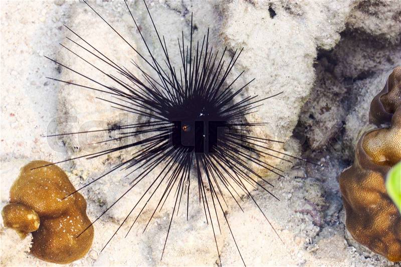 Black sea urchin (Arbacia lixula) on the sea floor, stock photo