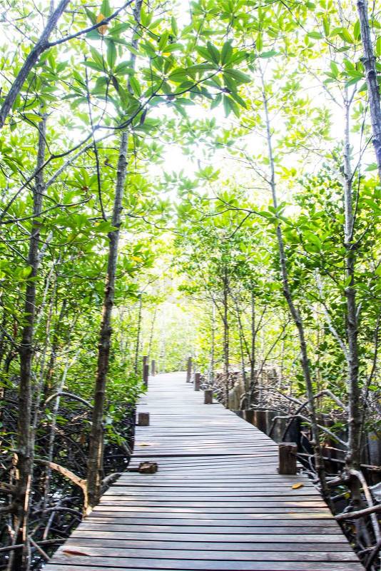 Wooden bridge in nature close to mangrove forest, stock photo