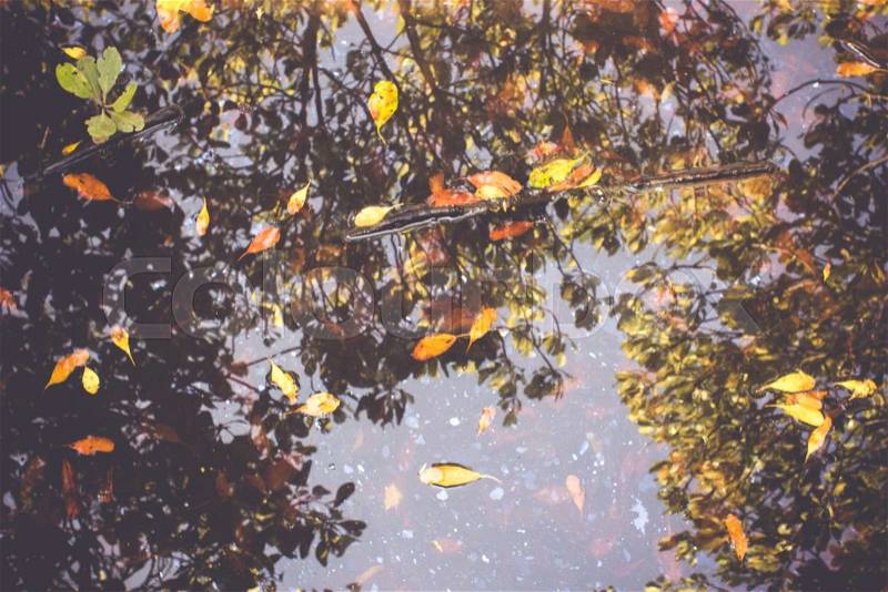 Vintage of trees reflection in water. Autumn leaves on the surface of the water and the reflection of trees. Picture upside down, stock photo