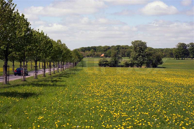 Yellow flowers field under blue cloudy sky and an avenue in Denmark, stock photo