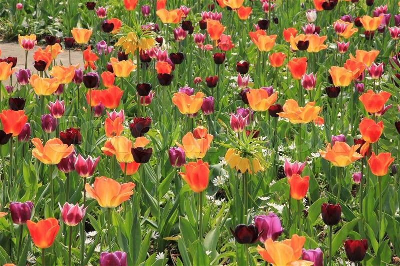 Field of wonderful blooming tulips in all kind of colours in the park, named Keukenhof, in spring, stock photo