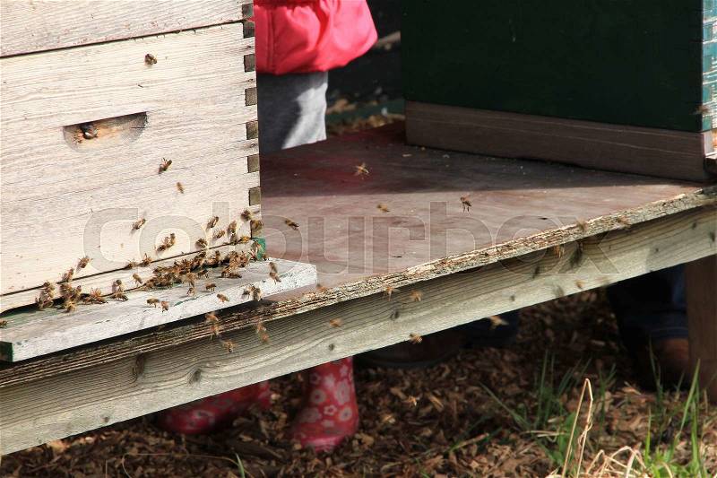 Many bees and a little girl with striking pink boots behind the beehive in the countryside in spring, stock photo
