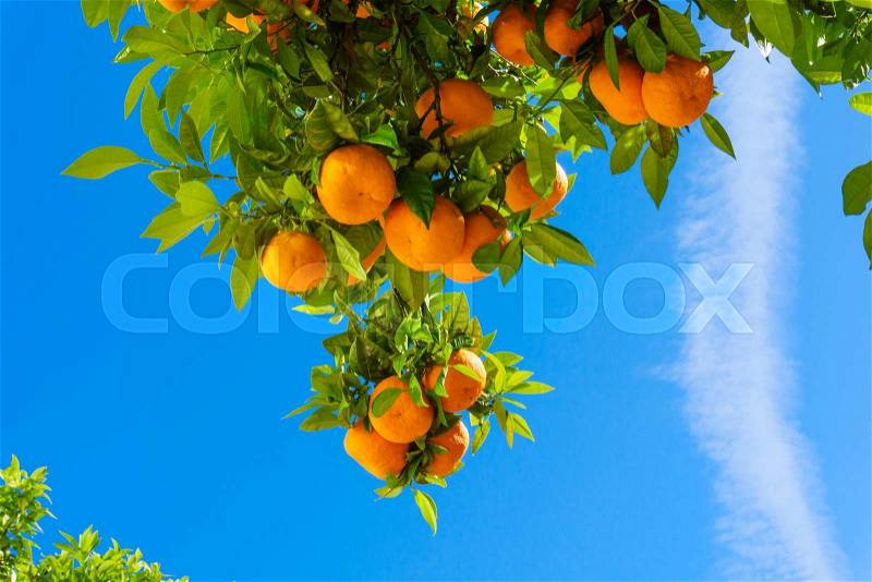 Oranges hanging tree. mandarin oranges. Juicy oranges on the tree on blue sky background, stock photo