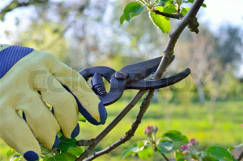 Spring pruning of branches young fruit tree garden shears, stock photo
