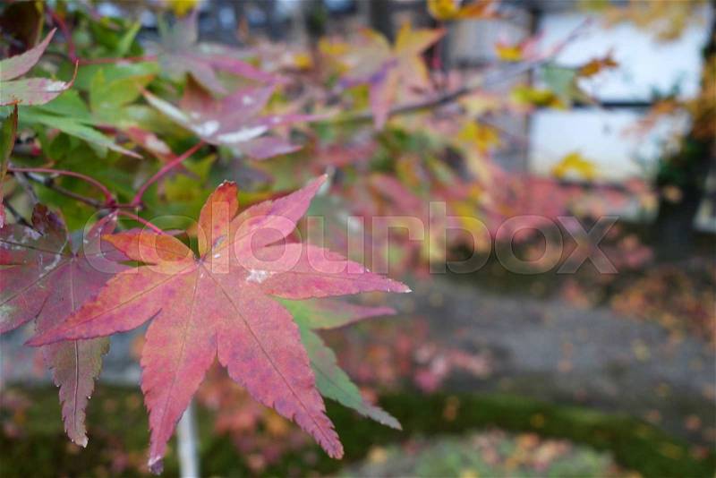 Close up of autumn red maple leaves, stock photo