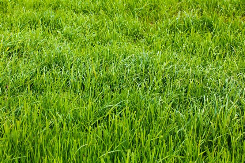 Background of a green grass. Green grass texture, stock photo