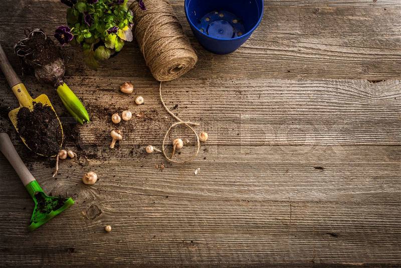Plants for planting and garden accessories on a wooden table vintage, stock photo