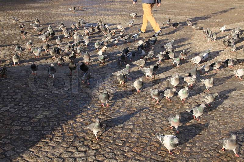 The man walks on the square with many pigeons in the town in spring, stock photo