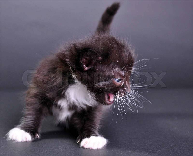 Small black and white cat with white fluffy whiskers meowing. Isolated on dark background. Studio shot, stock photo