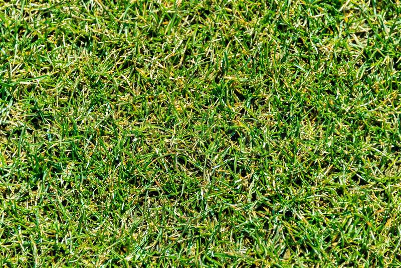 Close up of green grass for your background, stock photo