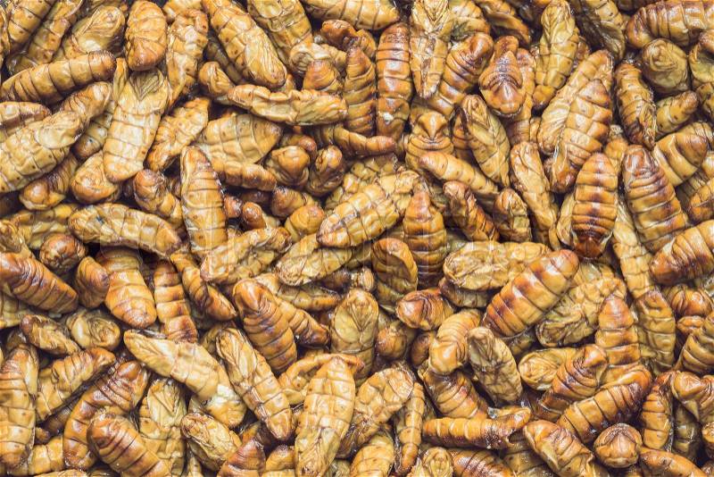Close up stack of silkworm pupae pattern for background, stock photo