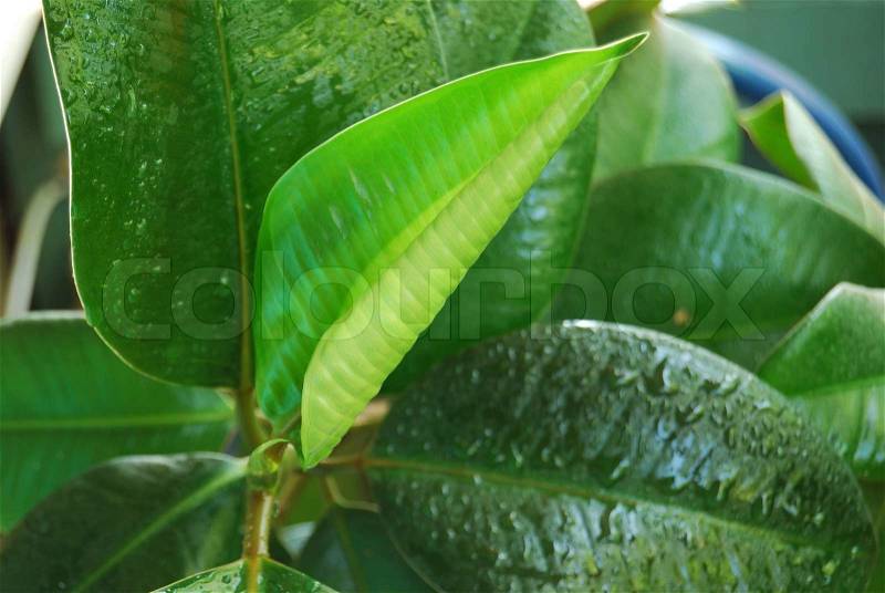 Green also it is light green leaves of a young rubber plant, stock photo