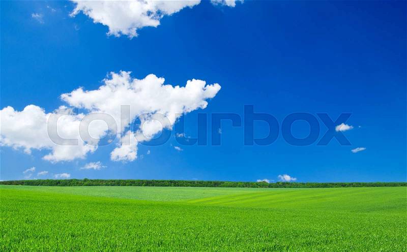 Green field and blue sky, stock photo